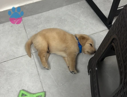 2 aylık Safkan Golden Retriever - 7509 - Görsel 3