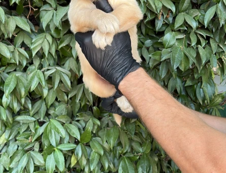 2 aylık Safkan Golden Retriever - 7509