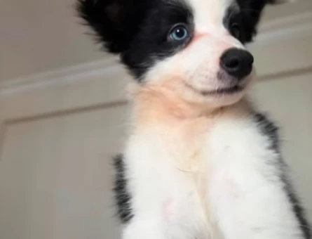 Yavru border collie - 7510