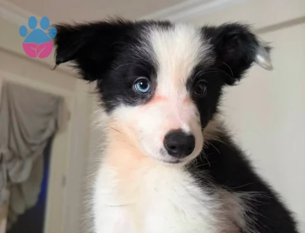 Yavru border collie - 7510 - Görsel 3