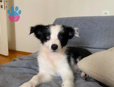Yavru border collie - 7510 - Görsel 4