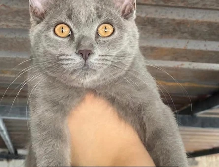 Eş erkek ve dişi ve yavru kedi var sahiplendirme - 7511