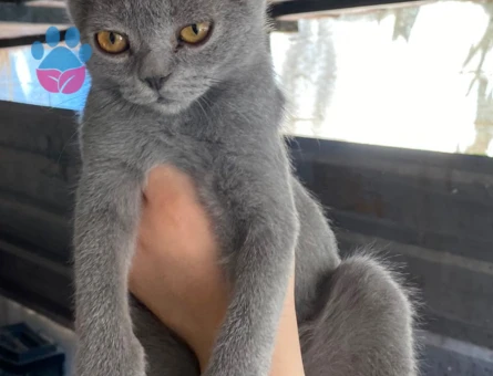 Eş erkek ve dişi ve yavru kedi var sahiplendirme - 7511 - Görsel 3