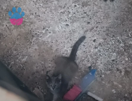 Eş erkek ve dişi ve yavru kedi var sahiplendirme - 7511 - Görsel 4