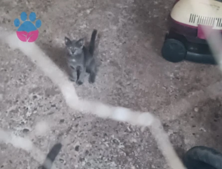 Eş erkek ve dişi ve yavru kedi var sahiplendirme - 7511 - Görsel 5
