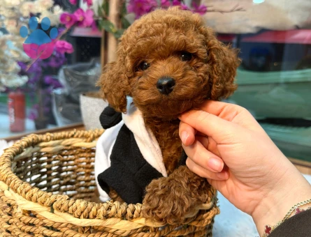 Red ToyPoodle Yavrular Mağazamızdan Güvenli Teslim - 7513