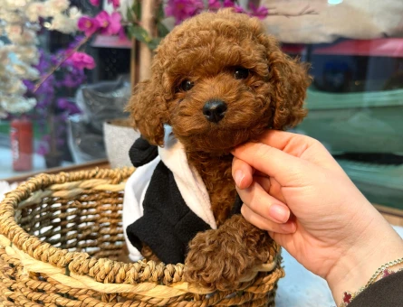 Red ToyPoodle Yavrular Mağazamızdan Güvenli Teslim - 7513