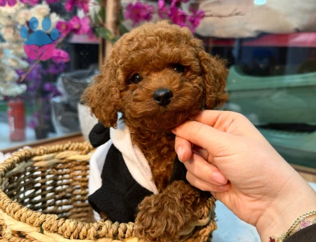 Red ToyPoodle Yavrular Mağazamızdan Güvenli Teslim - 7513 - Görsel 4