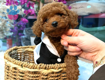 Red ToyPoodle Yavrular Mağazamızdan Güvenli Teslim - 7513 - Görsel 3