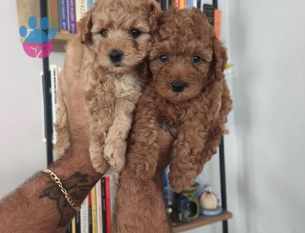 Tüy Dökmeyen Poodle bebekler - 7515