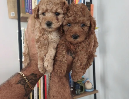 Tüy Dökmeyen Poodle bebekler - 7515
