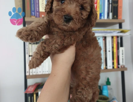Tüy Dökmeyen Poodle bebekler - 7515 - Görsel 4