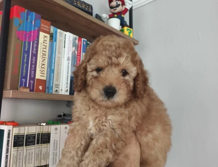 Tüy Dökmeyen Poodle bebekler - 7515 - Görsel 3