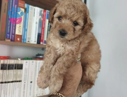 Tüy Dökmeyen Poodle bebekler - 7515 - Görsel 5