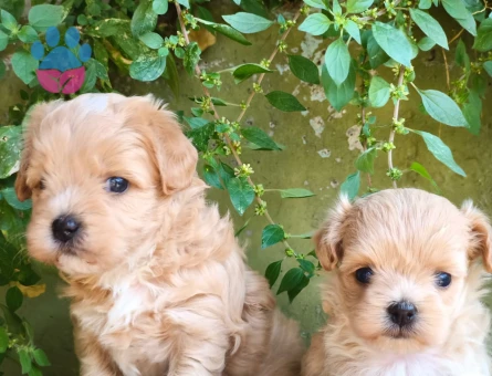 Tüy Dökmeyen kore maltipoo bebekler - 7519