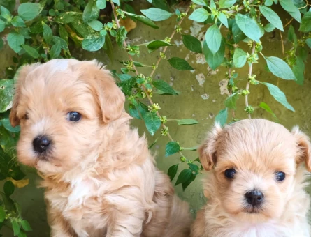 Tüy Dökmeyen kore maltipoo bebekler - 7519
