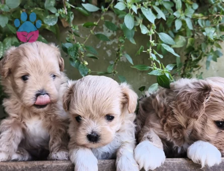 Tüy Dökmeyen kore maltipoo bebekler - 7519 - Görsel 3
