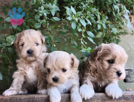 Tüy Dökmeyen kore maltipoo bebekler - 7519 - Görsel 4