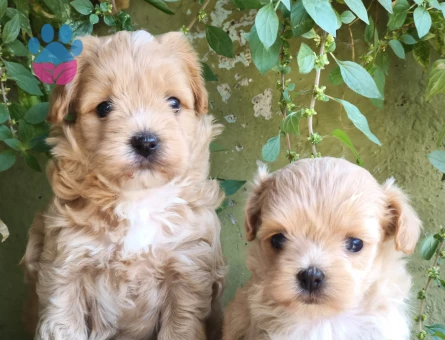 Tüy Dökmeyen kore maltipoo bebekler - 7519 - Görsel 5