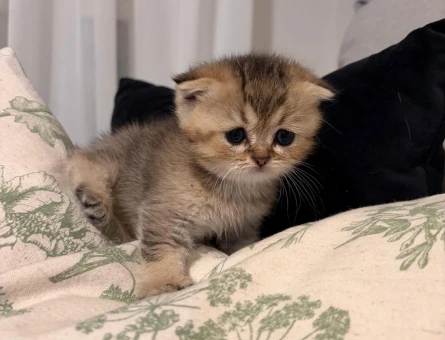 British Shorthair & Scottish Fold yavrularım - 7522