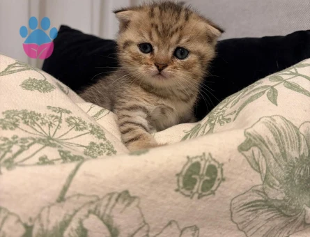 British Shorthair & Scottish Fold yavrularım - 7522 - Görsel 3
