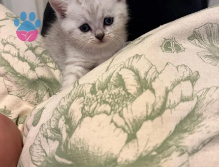 British Shorthair & Scottish Fold yavrularım - 7522 - Görsel 4