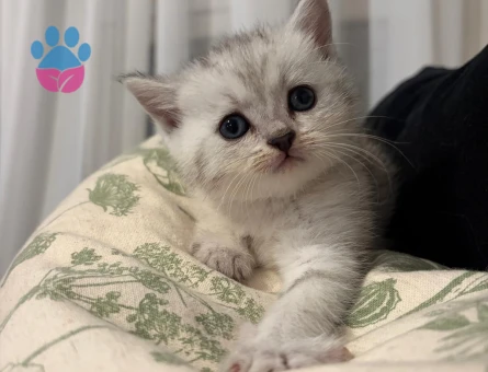 British Shorthair & Scottish Fold yavrularım - 7522 - Görsel 5