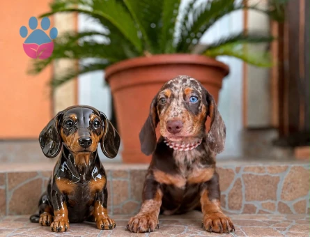 ÖZEL SHORTHAIR DACHSHUND YAVRU | MİNİK BEDEN, BÜYÜK KARAKTER - 7527