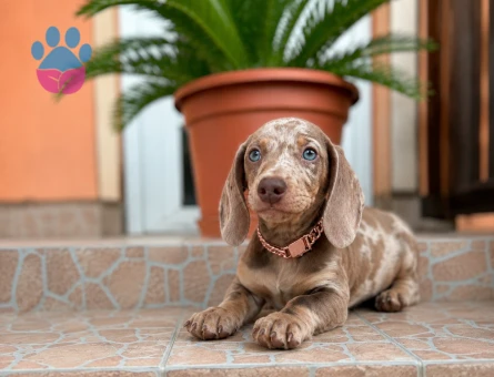 ÖZEL SHORTHAIR DACHSHUND YAVRU | MİNİK BEDEN, BÜYÜK KARAKTER - 7527 - Görsel 3