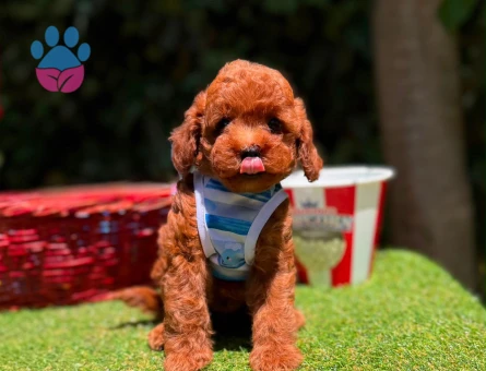 Mini toy poodle tuvalet eğitimli - 7528 - Görsel 3