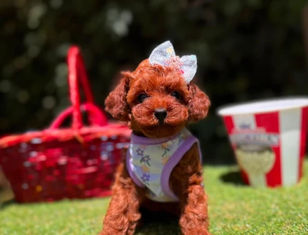 Mini toy poodle tuvalet eğitimli - 7528