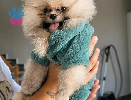 ÜST KALİTE TEDDY BEAR ORİJİNAL YAVRUMUZ - 7529 - Görsel 3