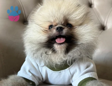 ÜST KALİTE TEDDY BEAR ORİJİNAL YAVRUMUZ - 7529 - Görsel 4