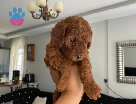KORE KAN POODLE YAVRULAR - 7532