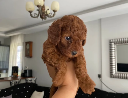 KORE KAN POODLE YAVRULAR - 7532