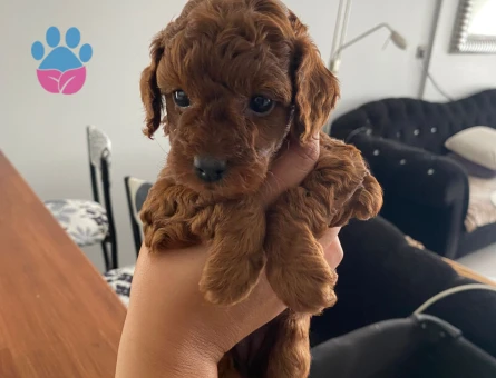 KORE KAN POODLE YAVRULAR - 7532 - Görsel 4