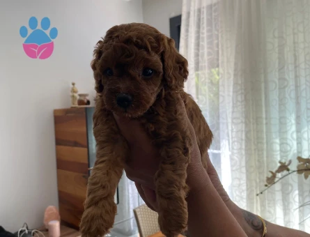 KORE KAN POODLE YAVRULAR - 7532 - Görsel 3