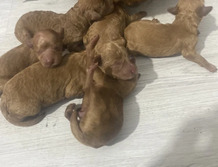 AİLEYE UYGUN YAVRU TOY POODLE YAVRU - 7535