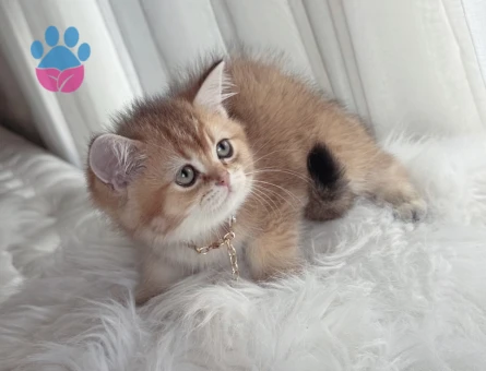 British ve Scottish Shorthair yavrular