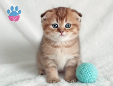 British ve Scottish Shorthair yavrular