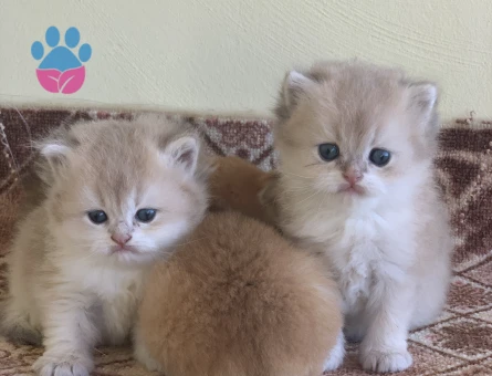 Orjinal Safkan British Yavrular