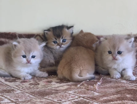 Orjinal Safkan British Yavrular