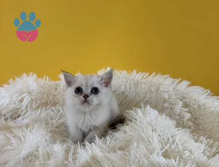 British Shorthair silver point dişi - 9564 - Görsel 2