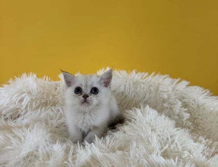 British Shorthair silver point dişi - 9564