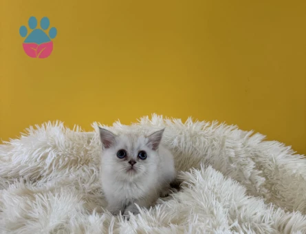 British Shorthair silver point dişi - 9564 - Görsel 3