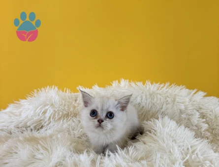 British Shorthair silver point dişi - 9564 - Görsel 4