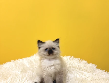 British Longhair Çikolata Yavrumuz Erkek - 9567