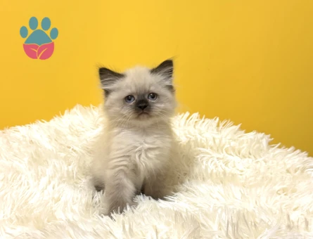 British Longhair Çikolata Yavrumuz Erkek - 9567 - Görsel 3