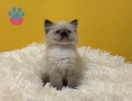 British Longhair Çikolata Yavrumuz Erkek - 9567 - Görsel 5