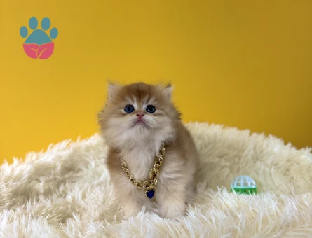 Muhteşem Altın Rengi Golden British Longhair - 9568 - Görsel 2